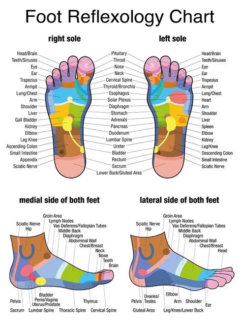 reflexology chart of feet|foot reflexology pdf.